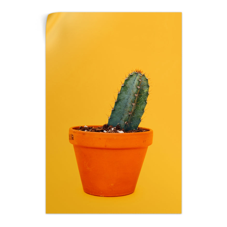 Cactus San Pedro