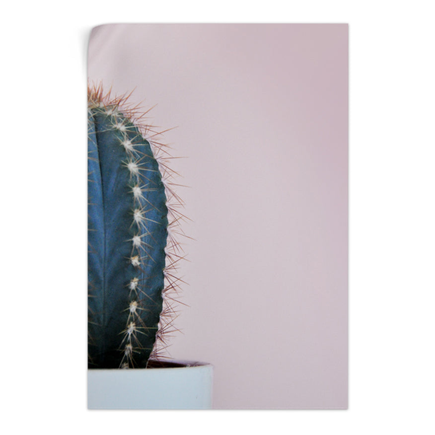 Cactus San Pedro