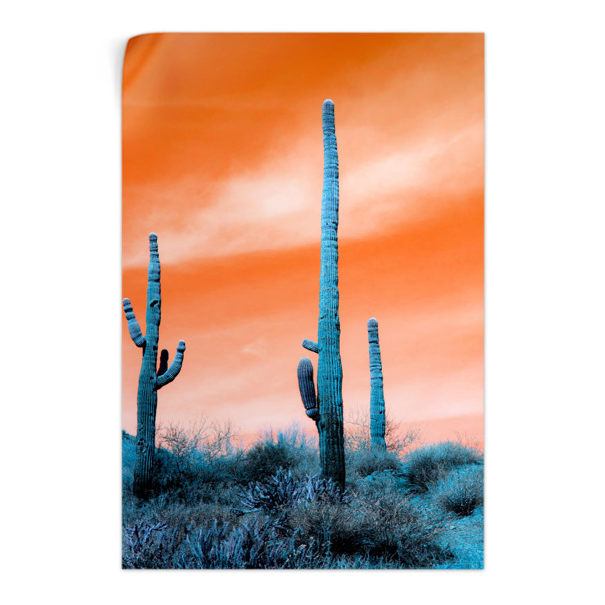 Saguaro al Atardecer