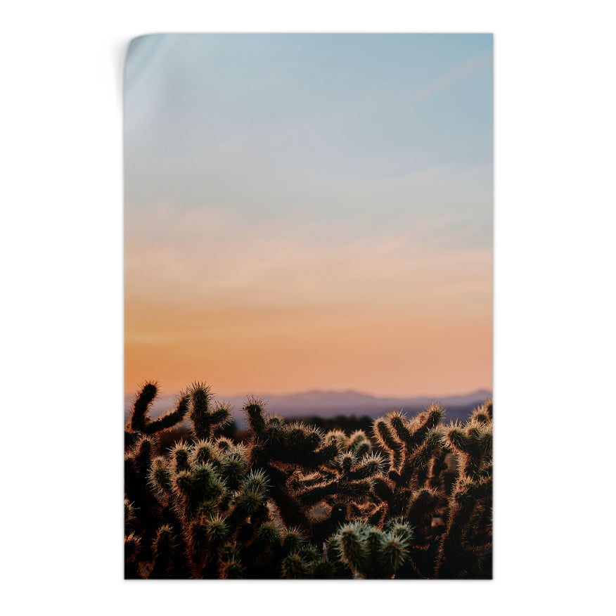 Cactáceas al Atardecer