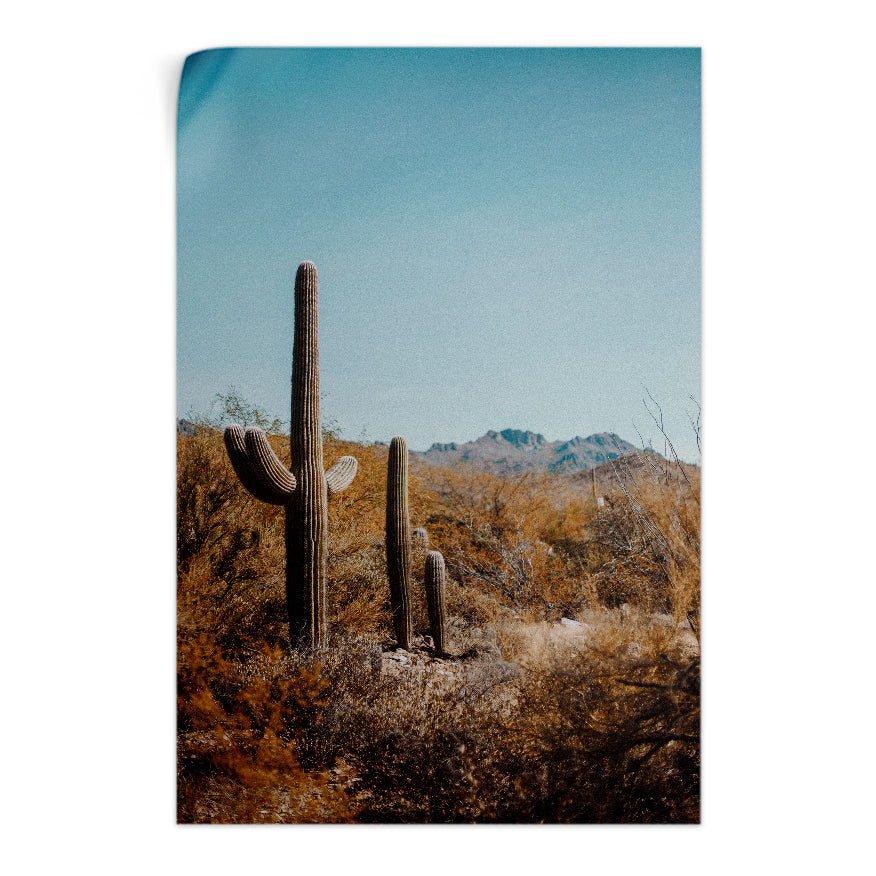 Saguaro