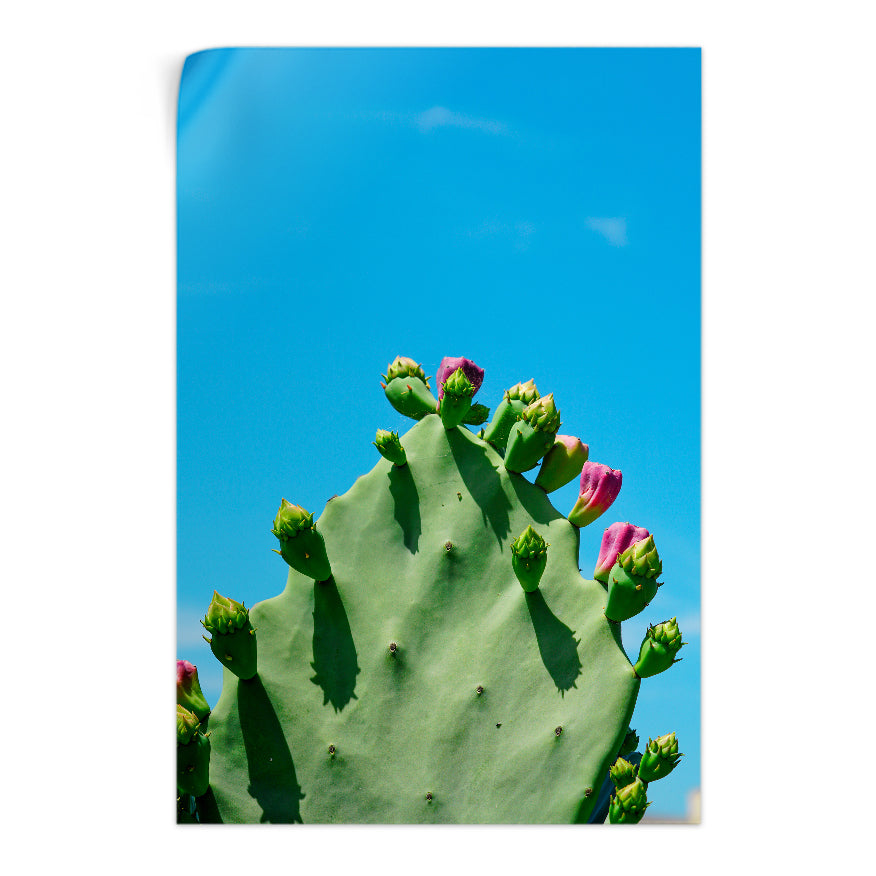 Nopal en Flor