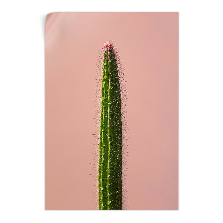 Cereus de Espina Larga