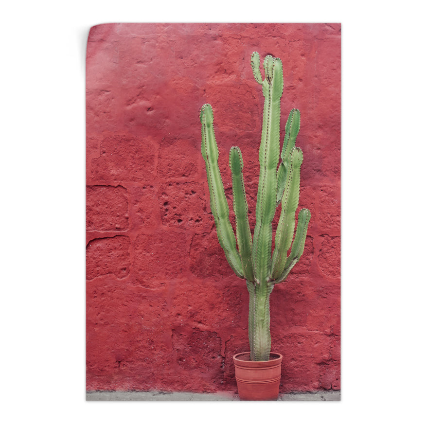 Cereus