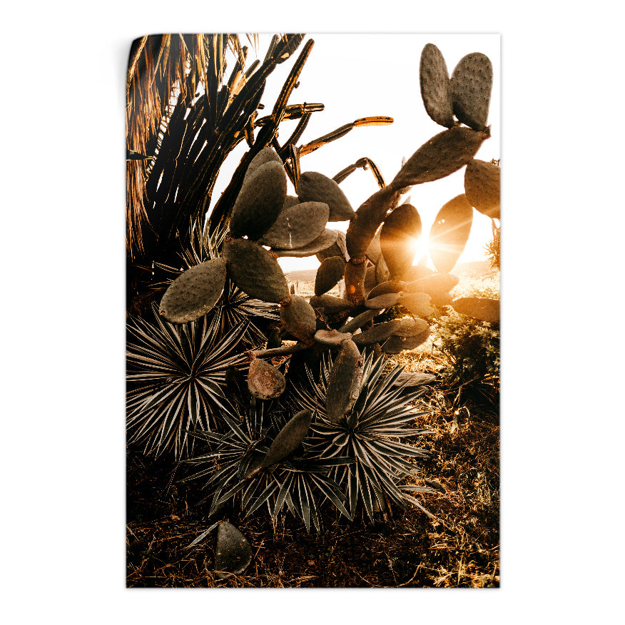 Nopales
