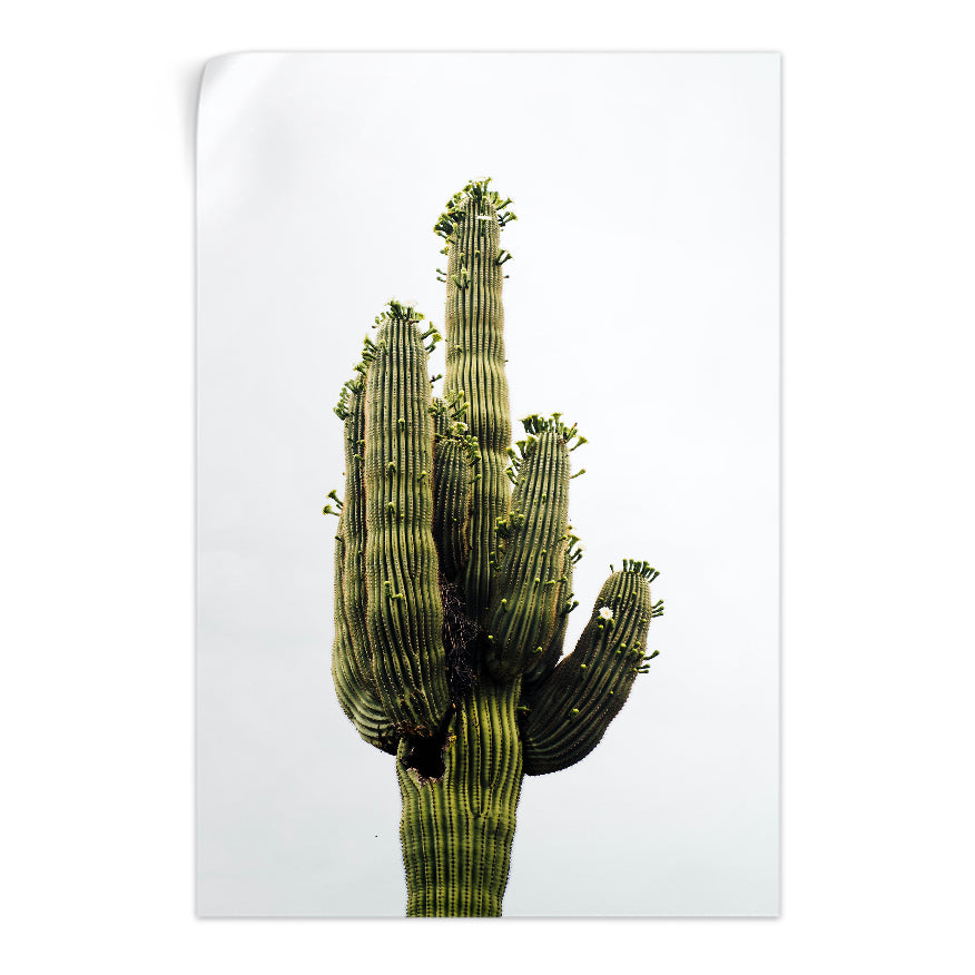 Saguaro