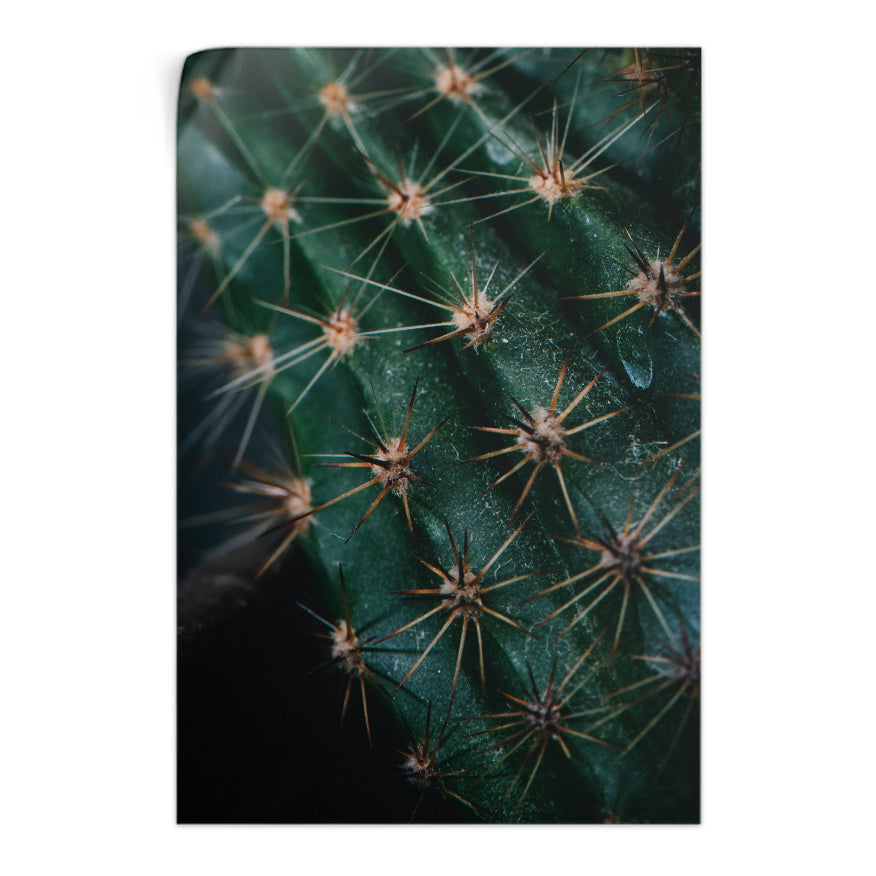 Espinas de Cactus
