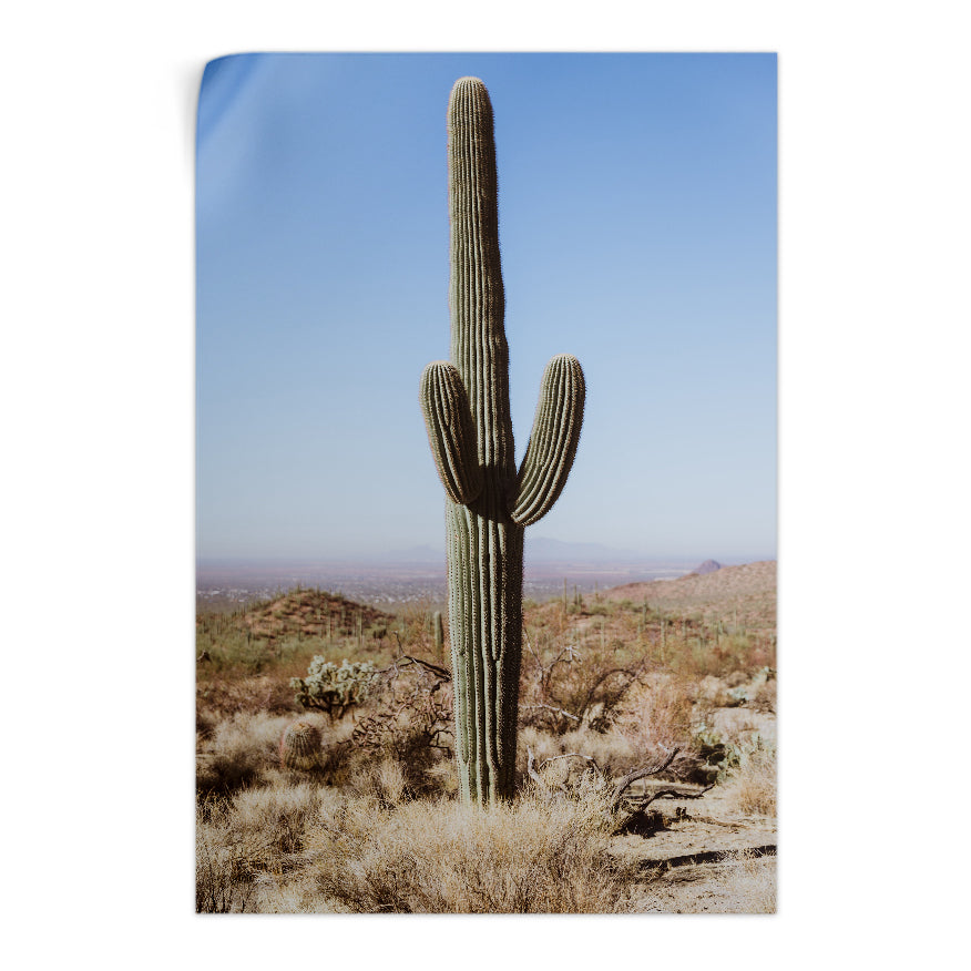 Saguaro