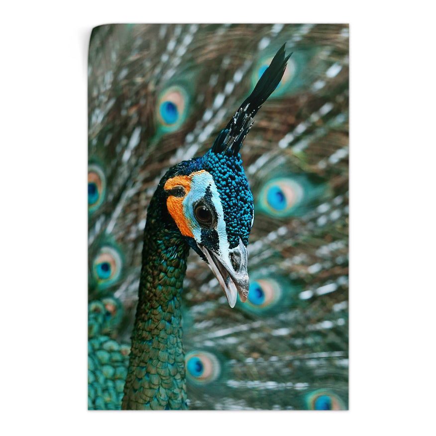 Pavo Real Cuelliverde