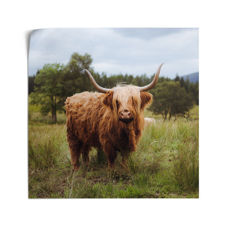 Vaca de las Tierras Altas