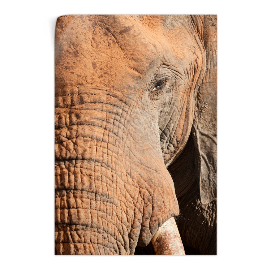 Rostro Elefante
