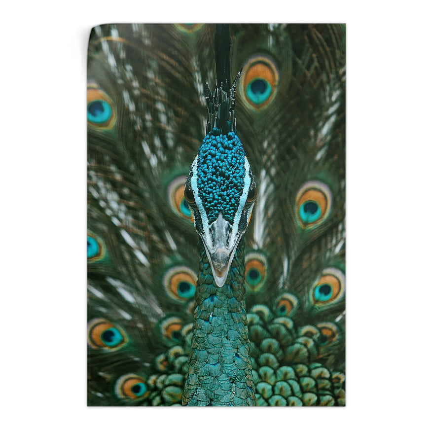 Pavo Real Cuelliverde