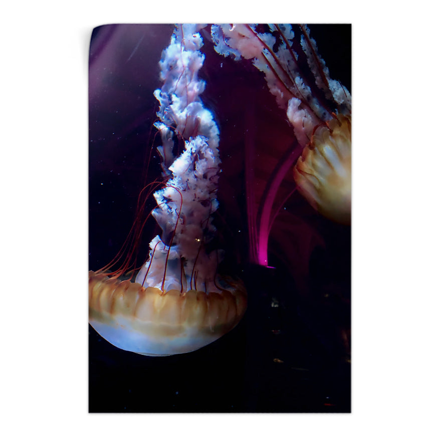 Medusas