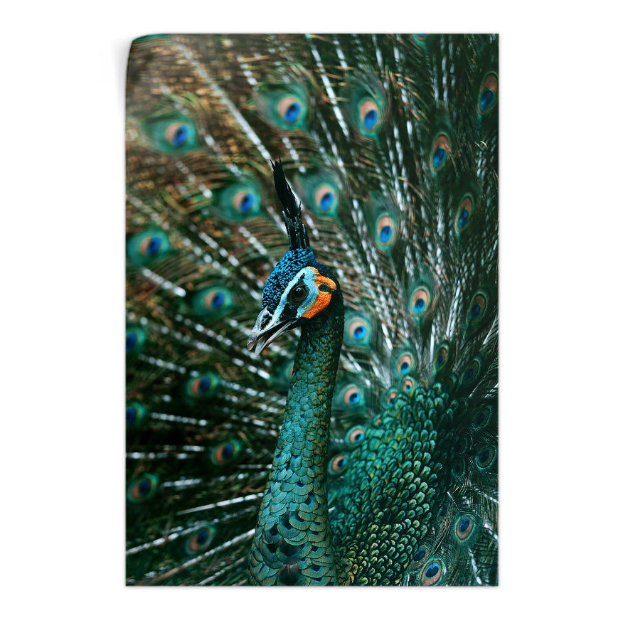 Pavo Real Cuelliverde