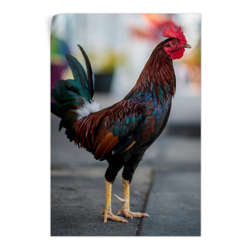 Gallo