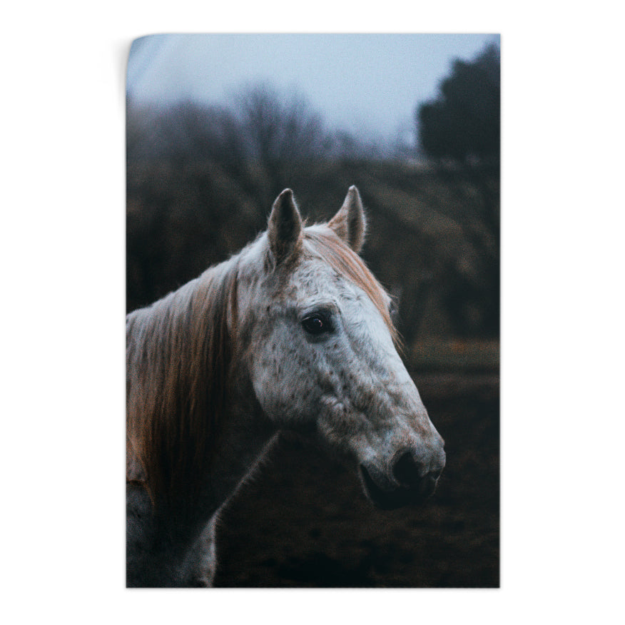 Rostro de Caballo