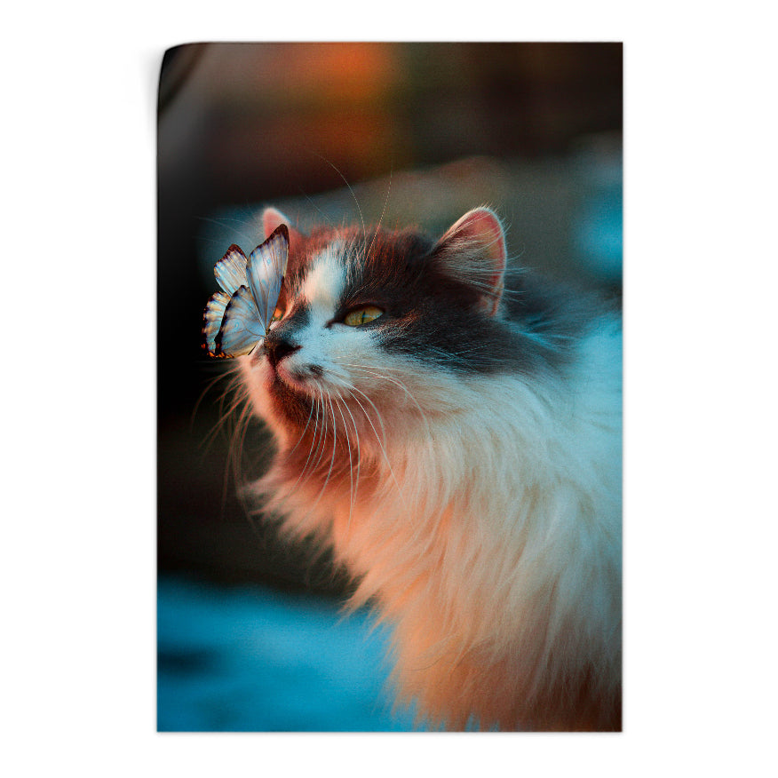 Gato y Mariposa