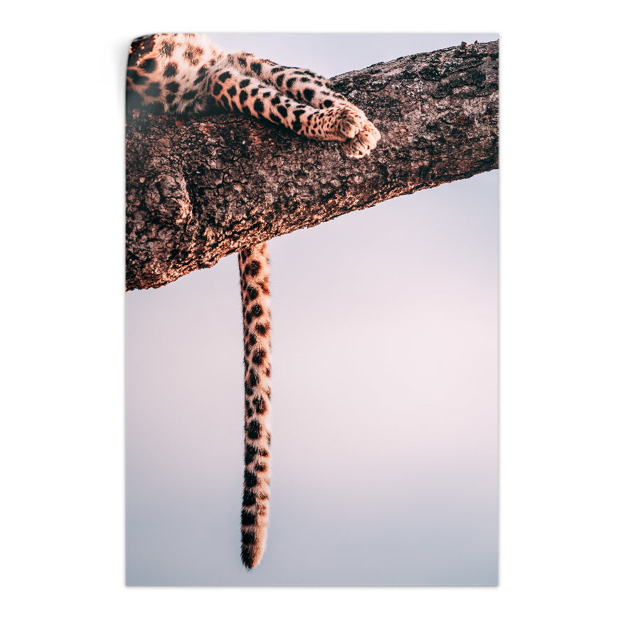 Leopardo