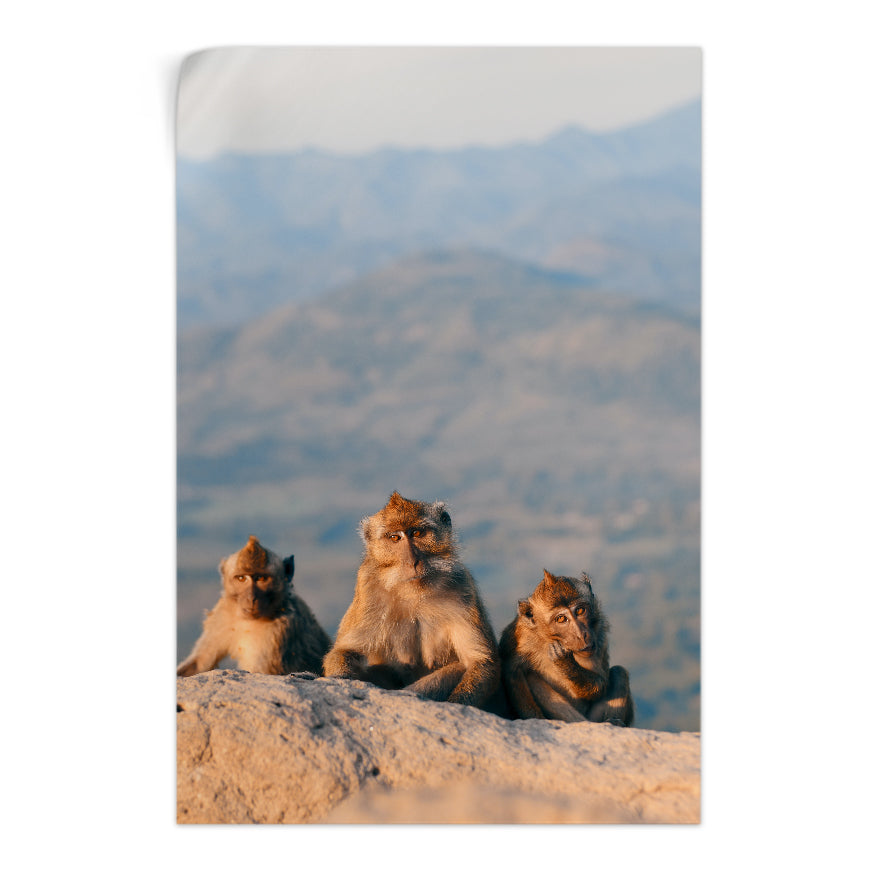 Macaco de Berbería