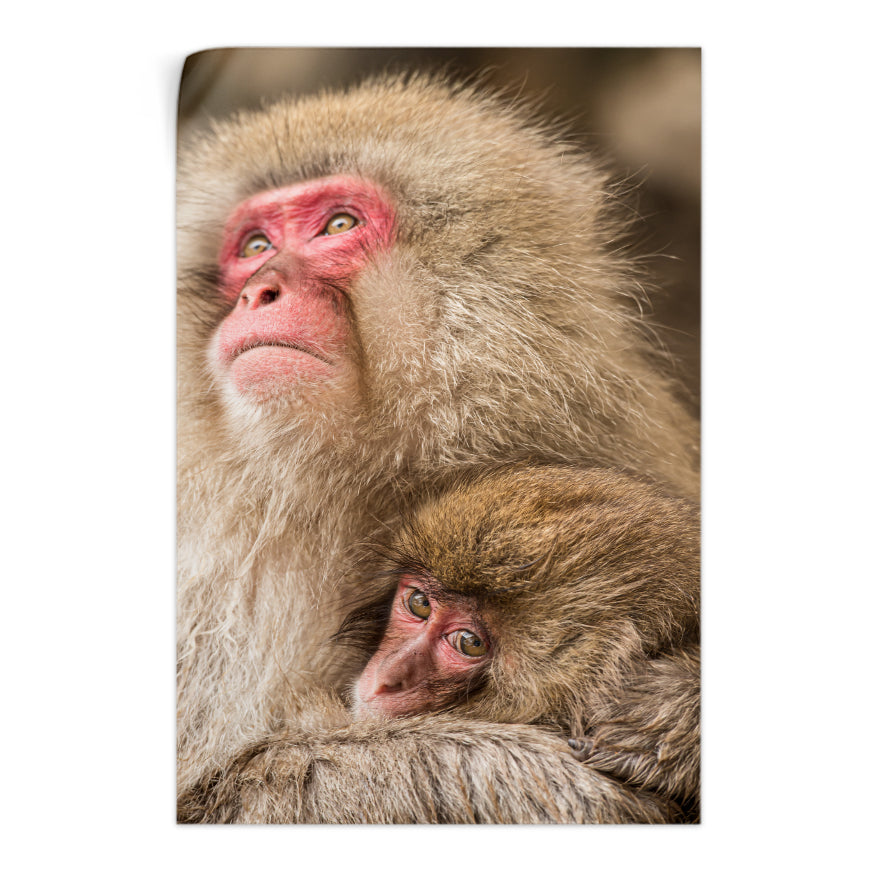 Macaco Japonés