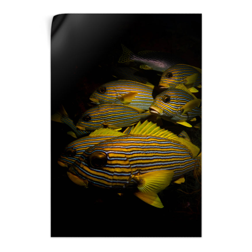 Peces de Colores