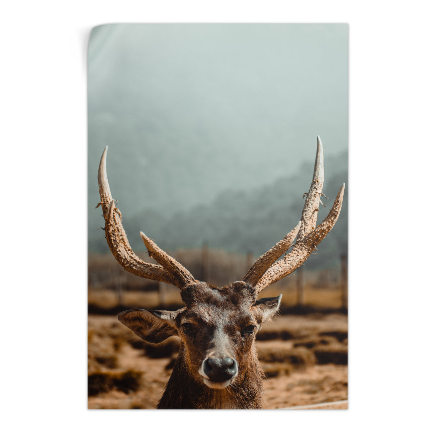 Venado