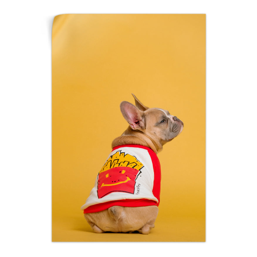 Perro con Jersey