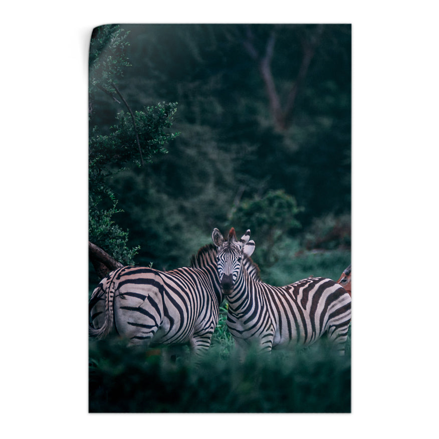 Pareja de Cebras