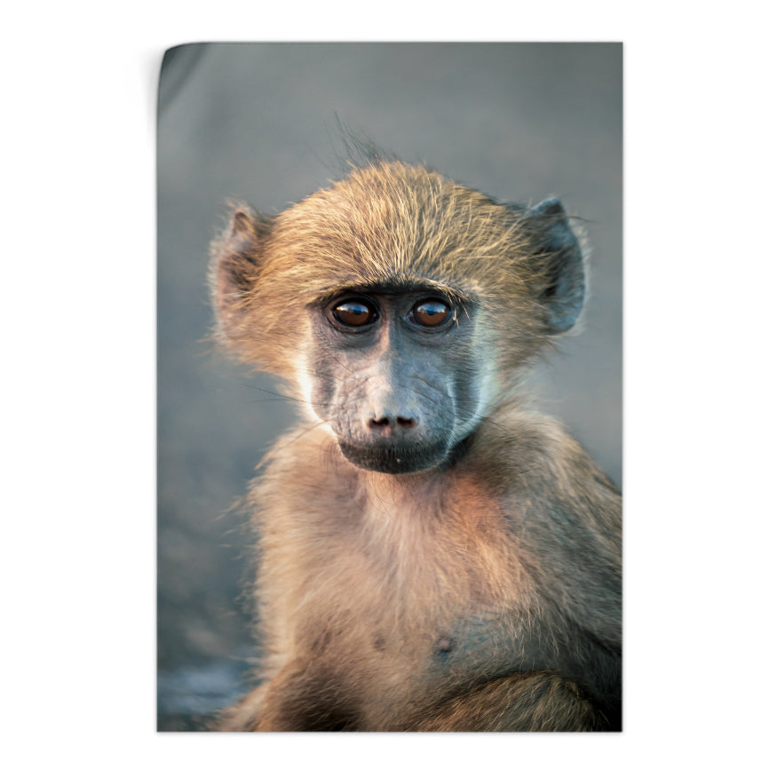 Macaco