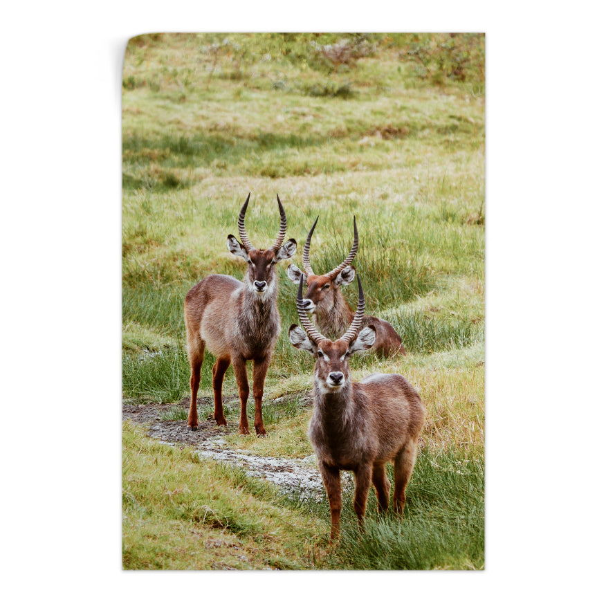 Machos Waterbuck