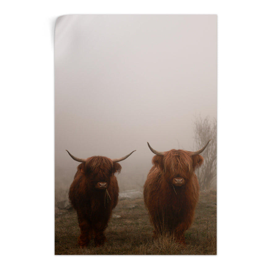 Vaca de las Tierras Altas