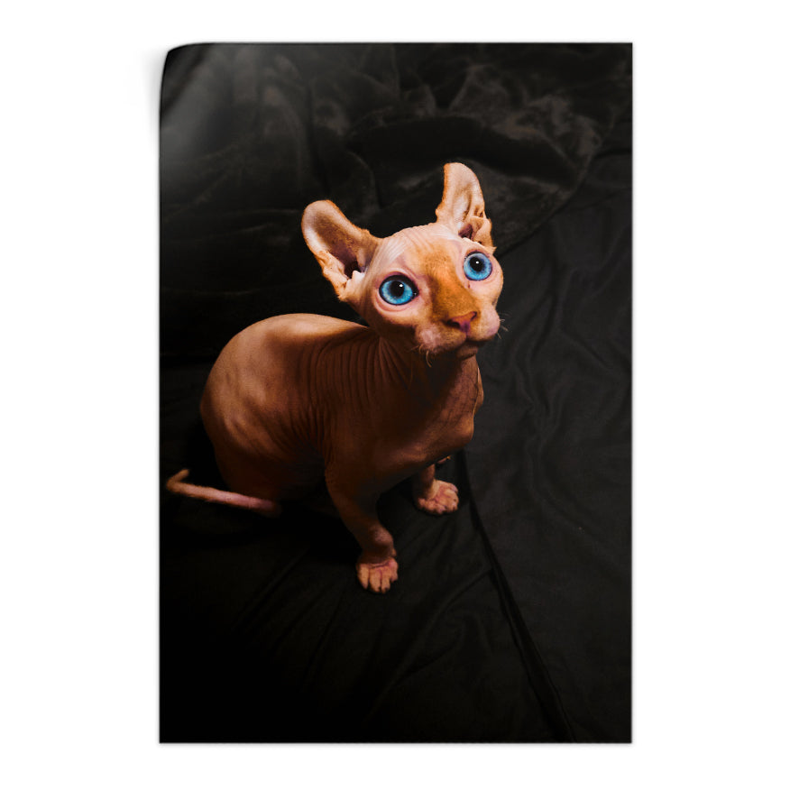Sphynx