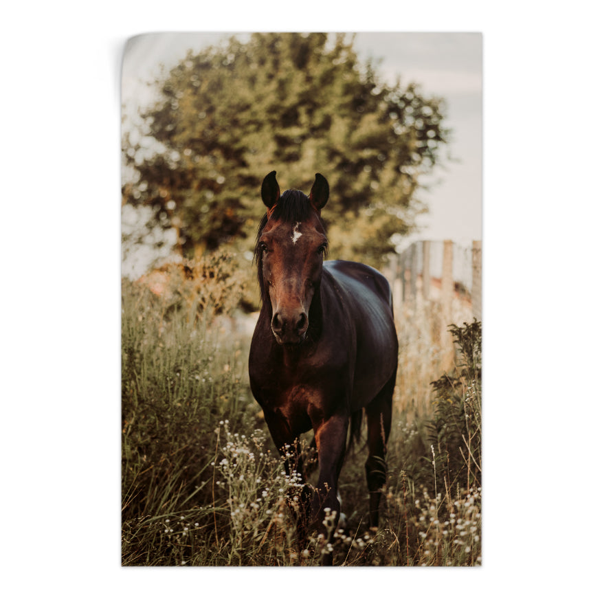 Caballo