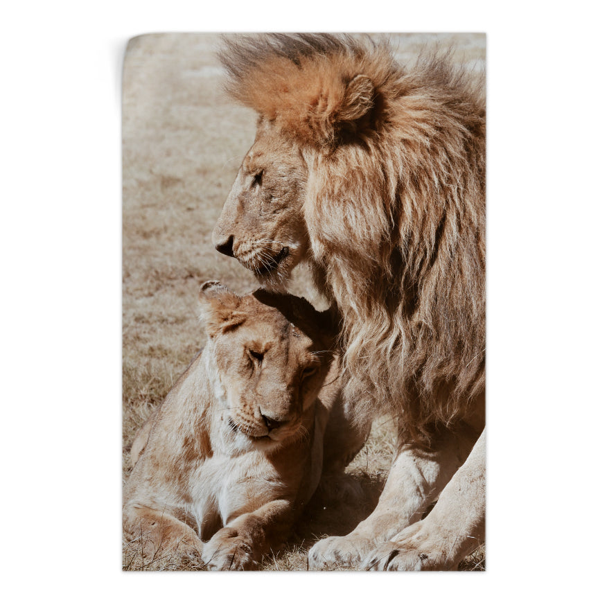 Pareja de Leones