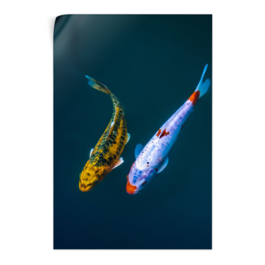 Carpas Koi