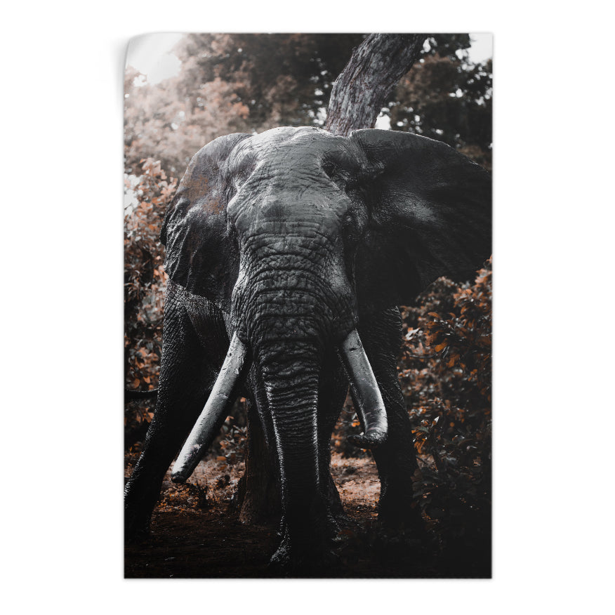 Elefante