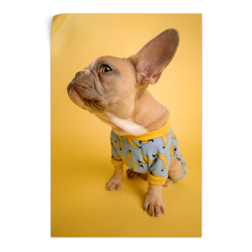Bulldog Francés