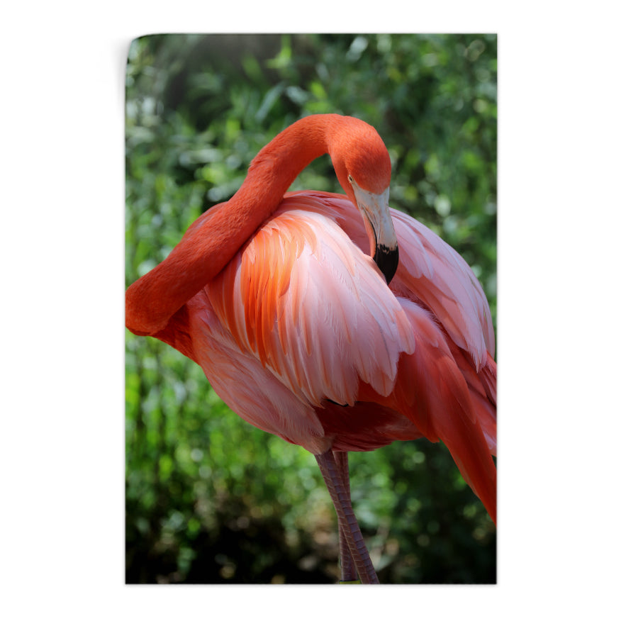 Flamenco Rosa