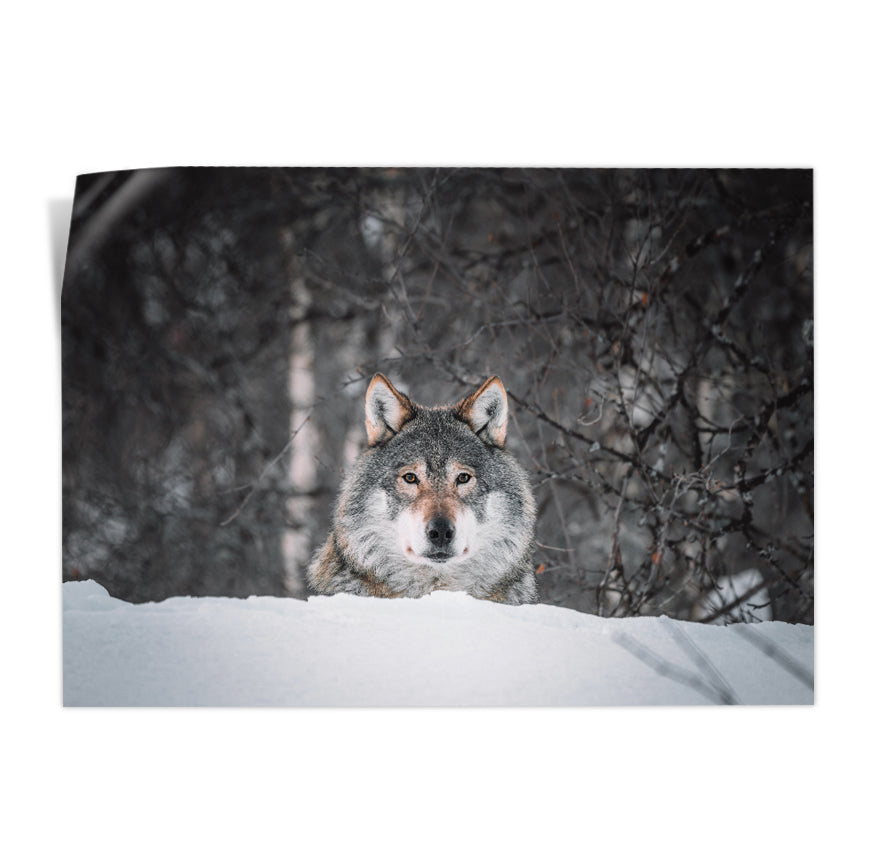Lobo