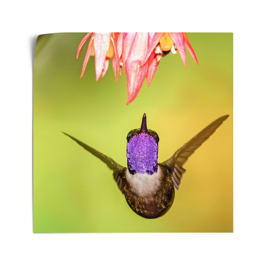 Colibrí