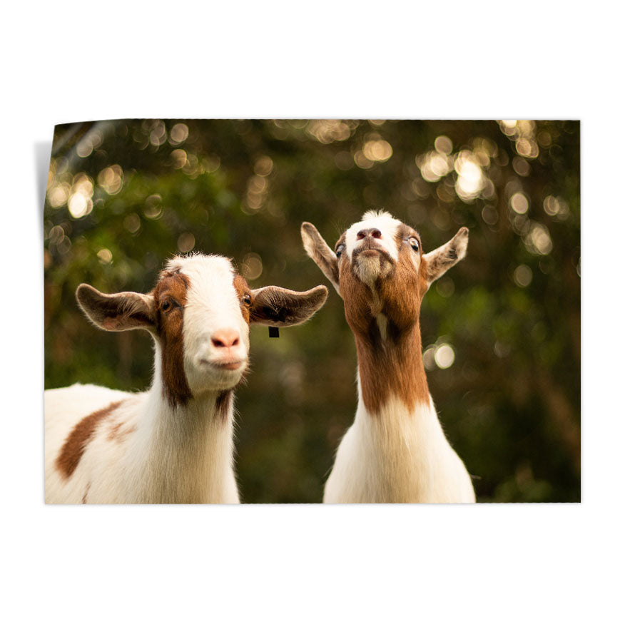 Cabras