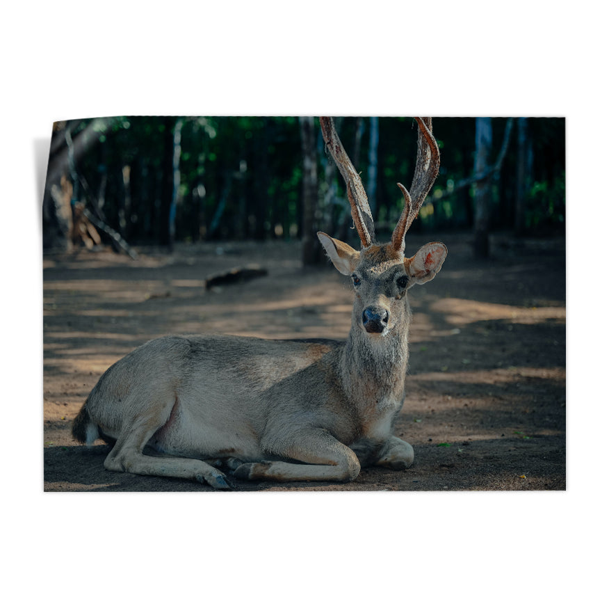 Venado Descansando