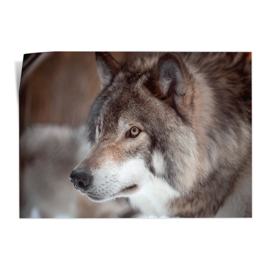 Lobo