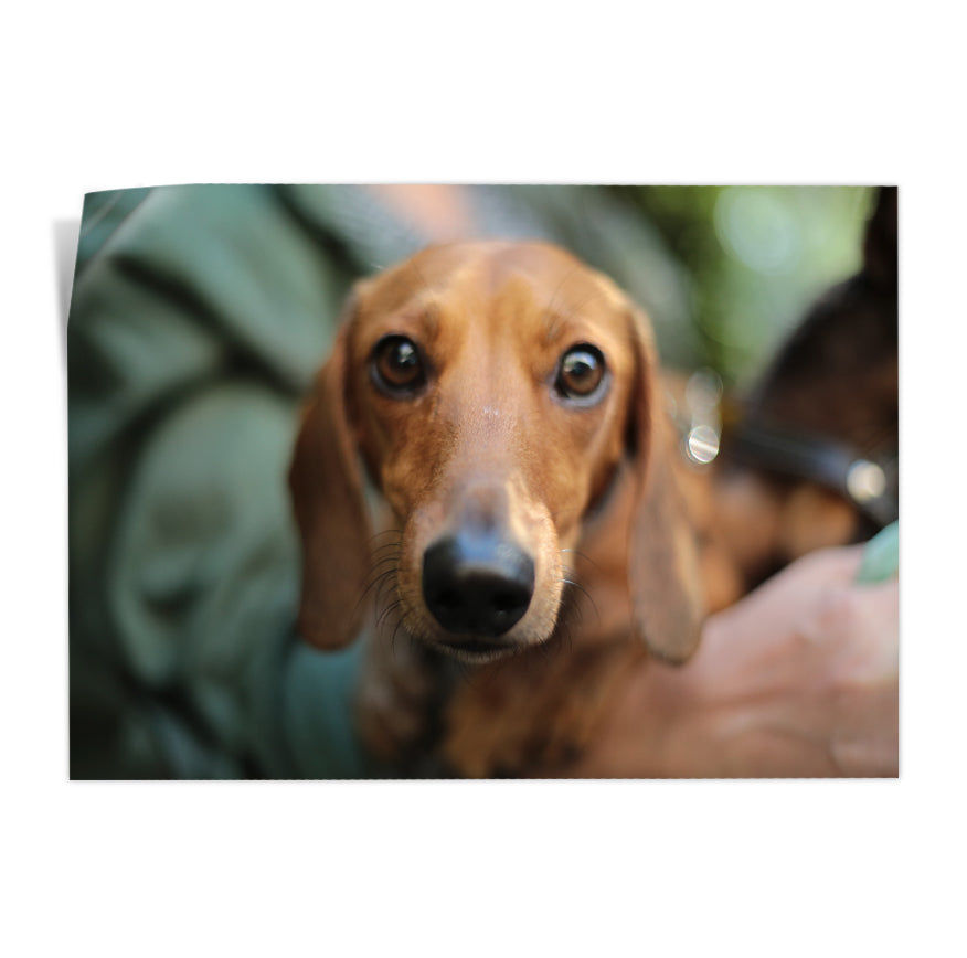 Dachshund