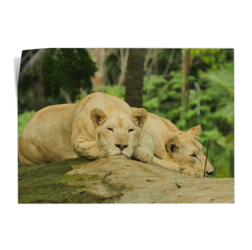 Leonas Descansando