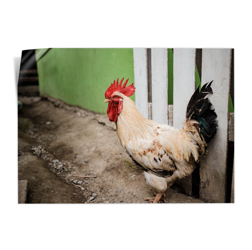 Gallo
