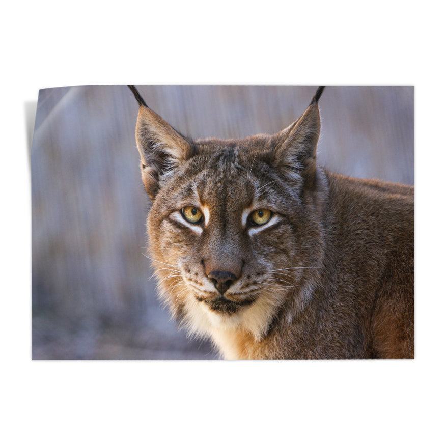 Lince