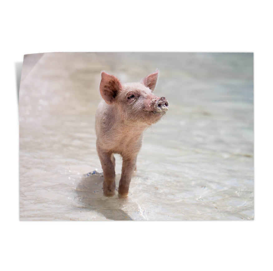 Cerdo en la Playa
