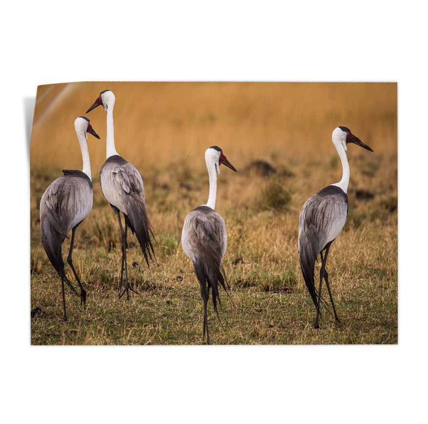 Grullas