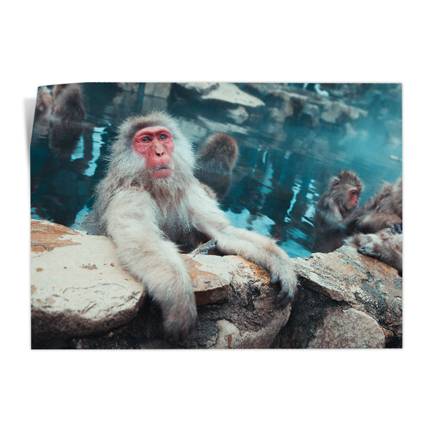 Macaco de Cara Roja